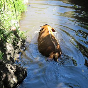 Pride of the Plains-Red River Hog