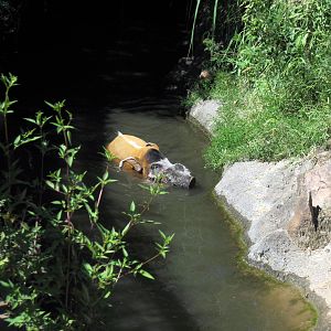 Pride of the Plains-Red River Hog