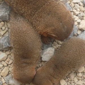 Young Dwarf Mongooses