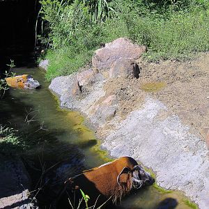 Pride of the Plains-Red River Hogs