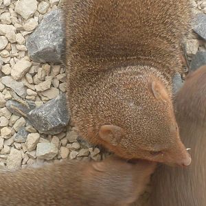 Young Dwarf Mongooses 2
