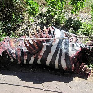 Pride of the Plains-Zebra Carcass