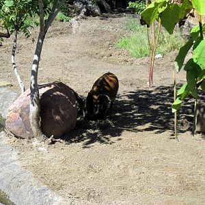Pride of the Plains-Red River Hog