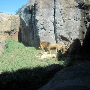 Pride of the Plains-African Lion