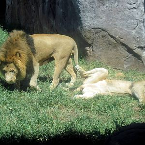 Pride of the Plains-African Lions