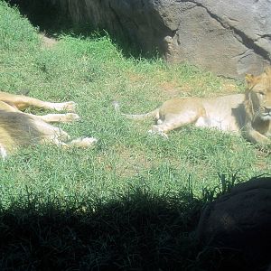 Pride of the Plains-African Lions