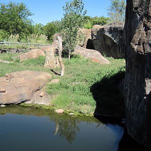 Pride of the Plains-African Lion Exhibit