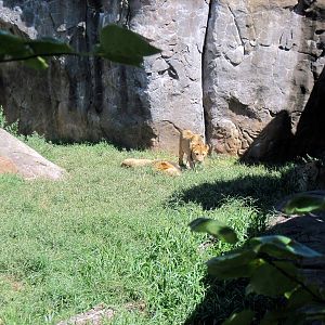 Pride of the Plains-African Lions