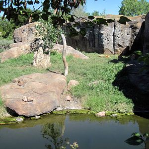 Pride of the Plains-African Lion Exhibit
