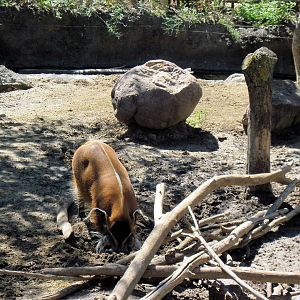 Pride of the Plains-Red River Hog