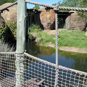 Pride of the Plains-African Lion Exhibit