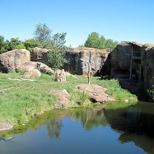 Pride of the Plains-African Lion Exhibit