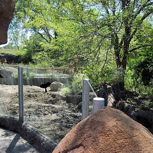Pride of the Plains-Red River Hog Exhibit