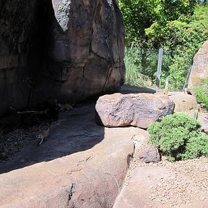 Pride of the Plains-Meerkat Exhibit