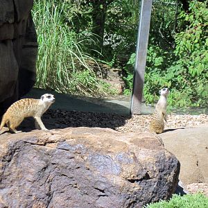 Pride of the Plains-Meerkats