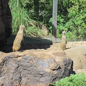 Pride of the Plains-Meerkats