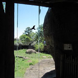 Pride of the Plains-African Lion Viewing