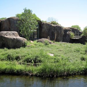 Pride of the Plains-African Lion Exhibit