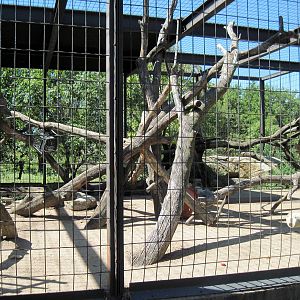 African Veldt-Hamadryas Baboon Exhibit