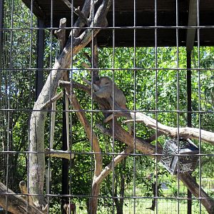 African Veldt-Hamadryas Baboon