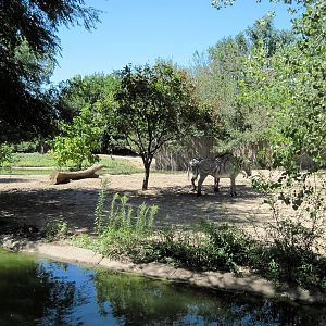 African Veldt-Grevy's Zebra Exhibit