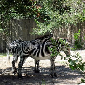 African Veldt-Grevy's Zebras