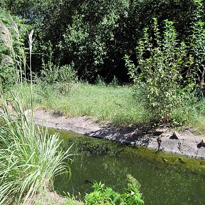 African Veldt-Wild Dog Exhibit