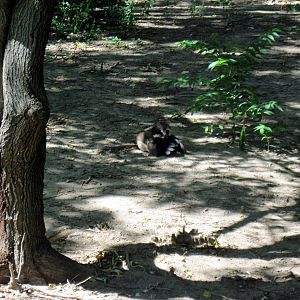 African Veldt-Egyptian Goose