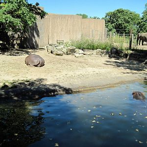 African Veldt-Nile Hippopotamuses
