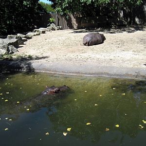 African Veldt-Nile Hippopotamuses