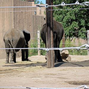 African Veldt-African Elephants