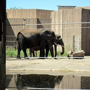African Veldt-African Elephants