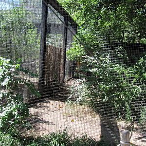 Australia-Double-wattled Cassowary Exhibit