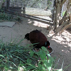 Australia-Green-naped Pheasant Pigeon