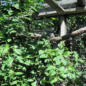 Australia-Tawny Frogmouth