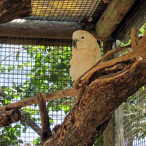 Australia-Salmon-crested Cockatoo