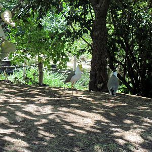 Australia-Masked Lapwings
