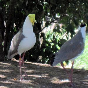Australia-Masked Lapwings