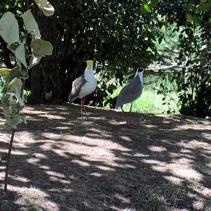 Australia-Masked Lapwings