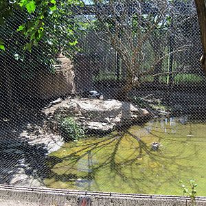 Australia-Magpie Goose Exhibit