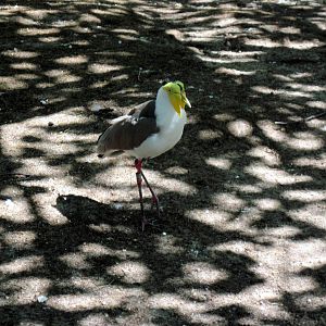 Australia-Masked Lapwing