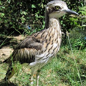 Australia-Bush Thick-knee