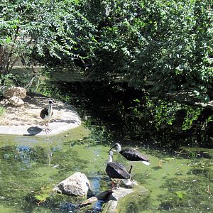Australia-Straw-necked Ibises