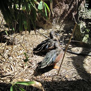Australia-New Zealand Shovlers