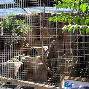 Australia-Kea Exhibit