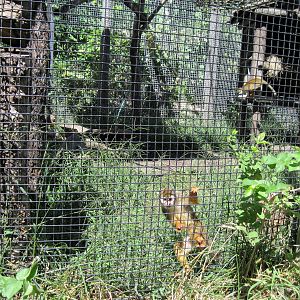 South America-Squirrel Monkeys
