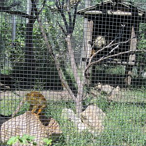 South America-Squirrel Monkeys