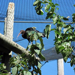 South America-Puna Ibis