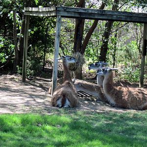 South America-Guanacos