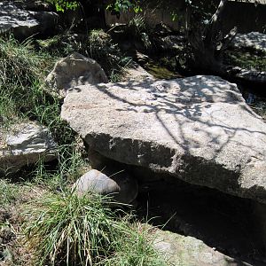 South America-Yellow-footed Tortoise